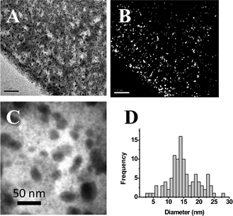 (A) TEM image of the external part of Ag-A520E-NC samples and (B) the corresponding mask (NP = white spots) obtained using Image J software. (C) Magnified TEM image of Ag-NPs in the anionic matrix. (D) NPs size histogram for Ag-A520E-NC samples.