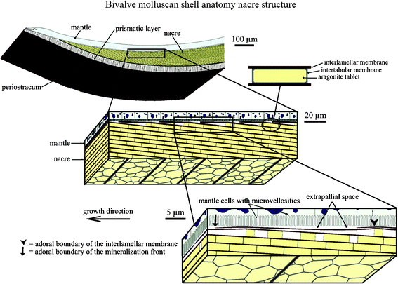Schematic of the bivalve molluscan shell anatomy. It is composed of periostracum, a prismatic layer and nacre. The liquid-filled interlamellar space exists between the mineralized shell and the mantle part of the soft body of the organism. The schematic also illustrates successive amplifications of the brick and mortar structure of nacre. The growth surface, on which the patterns are observed, is between the mantle and the shell, and extends into the page.3