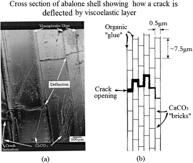 (a) Cross-section of abalone shell showing how a crack, starting at the left, is deflected by the viscoplastic layer between calcium carbonate lamellae; (b) schematic drawing showing the arrangement of calcium carbonate in nacre, forming a miniature “brick and mortar” structure.97