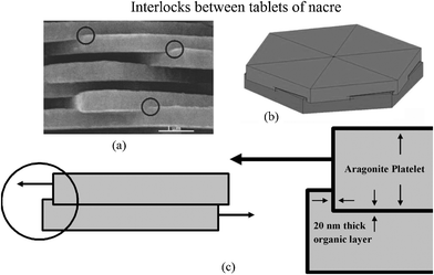 (a) SEM image of nacre from red abalone showing the presence of interlocks, indicated by circles; (b) schematic illustration showing interlocks between platelets of nacre, showing that rotation of layers of platelets is essential for the formation of platelet interlocks. (c) Schematic illustration showing the mechanism of loading through a cross-section cut across platelets and through the interlocks.41