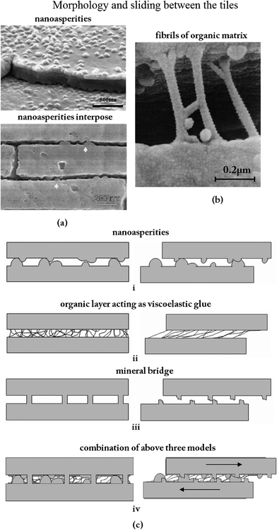 (a) Asperities (a fraction of which are remnants of mineral bridges);68 cross section of abalone nacre showing the detailed structure at the lamellae boundaries, where arrows highlight locations where the nanoasperities interpose;5 (b) fibrils of the organic matrix bridging a delamination crack. Note the large extension and ‘splayed-out’ anchorage points.13 (c) Different models for sliding between tiles:79 (i) inter-tile layer formed by asperities; (ii) organic layer acting as viscoelastic glue; (iii) mineral bridges; (iv) combination of the three mechanisms.