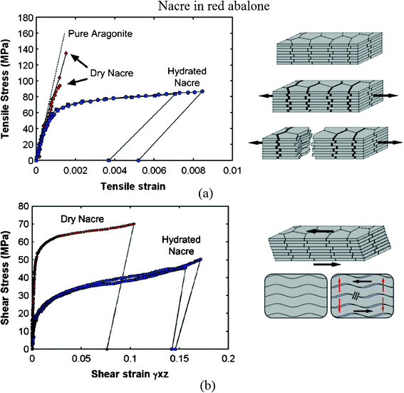 (a) Tensile and (b) shear stress–strain curves for nacre in red abalone and a schematic of lamellar tile structures showing associated deformation modes. Tablet waviness generates resistance to sliding, accompanied by lateral expansion (vertical arrows).48,104