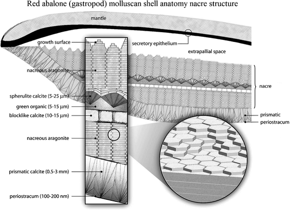 Schematic of the red abalone (gastropod) molluscan shell anatomy, showing a vertical section of the outer edge of the shell and mantle with an enlargement indicating the thickness dimensions of the shell structures. The size of the extrapallial space is exaggerated for clarity.2,112