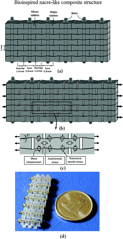 Overview of the nacre-like composites: (a) schematic with dimensions; (b) tablets under tension slide with progressive locking; (c) some of the stresses involved in progressive locking; (d) actual composite after assembly.1