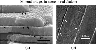 TEM images of the red abalone nacre cross-section showing (a) mineral bridges between tile interfaces and (b) mineral bridges between tablets of neighboring layers shown by arrows.79 These mineral bridges are also found in bivalves.