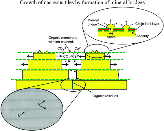 Mechanism of growth of nacreous tiles in abalone by formation of mineral bridges; the organic layer is permeable to calcium and carbonate ions, which nourish lateral growth as periodic secretion and deposition of the organic intertile membranes restricts their flux to the lateral growth surfaces. Arrows A designate the organic interlayer imaged by SEM; arrow B designates the lateral boundary of the tile.86