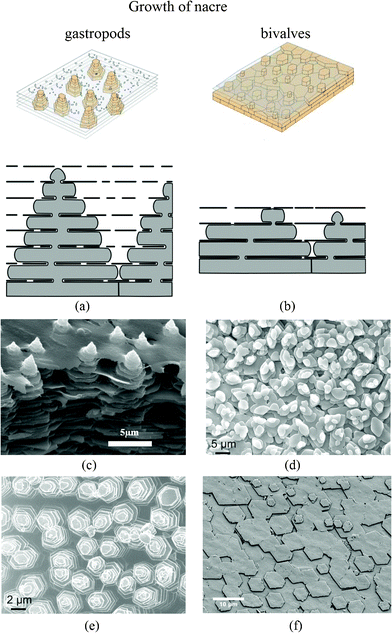 Schematic showing the growth of nacre in (a) gastropods and (b) bivalves.94,114 In the normal bivalve situation, small and scarce pores lead to 3 stacked nacre plates (in this example); in the gastropod model, pores are much more frequent and bigger in size, which allows plates to create other plates in the interlamellar space above. This results in up to 7 stacked plates. (c) SEM images of the “Christmas tree” pattern observed on the growth surface of steady state tiled aragonite gastropod red abalone nacre;25 (d) and (e) SEM image of marginal nacre in the bivalve Nucula sulcata, where tablets grow in low towers, and towered nacre in the gastropod Osilinus lineatus, respectively;37 (f) SEM image of the forming layers of bivalves Atrina rigida.88