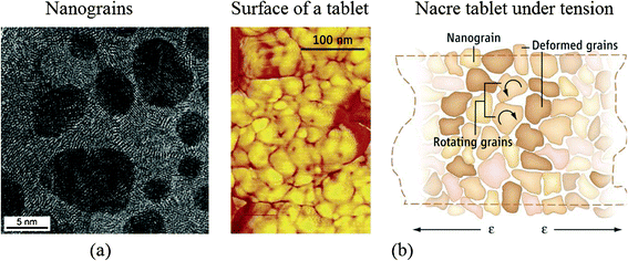 (a) High-resolution TEM (face-on view) of a tablet from the nacreous layer of a red abalone specimen showing nanograins of about 3–10 nm in size;31 (b) (left) AFM image of surface nanograins on an individual nacre platelet from California red abalone and (right) schematic of nanograin rotation under tension.38,39