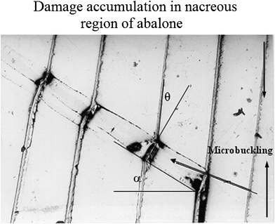 Mechanisms of damage accumulation in the nacreous region of abalone through plastic microbuckling.46