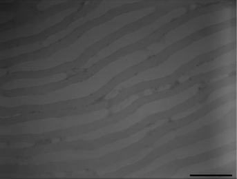 TEM image of PS-b-PEO diblock copolymer films prepared on silica wafer substrate with 24 h toluene vapor annealing and 6.7 mg ml−1 polymer solution. Scale bar = 200 nm.