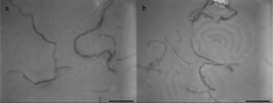 TEM images of PS-b-PEO nanohybrid films on the water surface under toluene vapor annealing with 5 wt% MWNT-g-PEO: (a) PS-b-PEO/MWNT-g-PEO, 2 h, (b) PS-b-PEO/MWNT-g-PEO, 24 h. Scale bar = 400 nm.