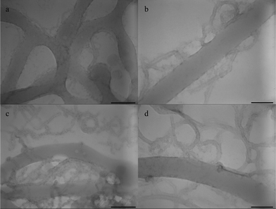 TEM images of PS-b-PEO diblock copolymer films prepared on the surface of water/MWNT-g-PEO solution under toluene vapor annealing for: (a,b) 24 h with various magnifications, (c,d) 48 h with various magnifications. Scale bar = 200 nm for a, c, scale bar = 90 nm for b, d.