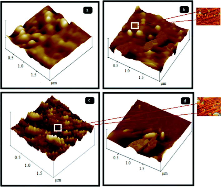 Three dimensional AFM images of PES–PAI blend membranes (w/w) in the presence of TiO2 nanoparticles: (a) 99/1; (b) 89/10/1; (c) 79/20/1; (d) 69/30/1 (images with a scan area of 0.5 × 0.5 μm are in the outset).