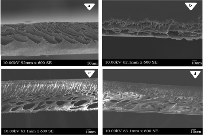 Cross sectional SEM images of PES–PAI blend membranes (w/w): (a) 100/0; (b) 90/10; (c) 80/20; (d) 70/30.