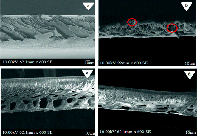 Cross sectional SEM images of PES–PAI blend membranes (w/w) in the presence of TiO2 nanoparticles: (a) 99/1; (b) 89/10/1; (c) 79/20/1; (d) 69/30/1.