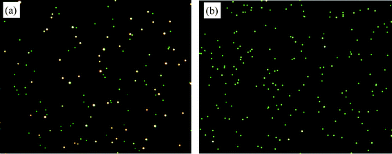 Probe concentration and hybridized duplex length study (Scheme 1). Dark field micrographs on (a) complementary probes nAu-P/nAu-cP27 hybridized at constant ratio of 1/1 and concentration 400 fM, (b) control comprises only single type of probe, both recorded after 1 h hybridization. The scattering color of control remains more than 95% green even after 24 h. Images were taken from the bottom plane of the liquid chamber where the particles had settled. Buffer: 140 mM Tris, 140 mM NaCl, 2 mM MgCl2.