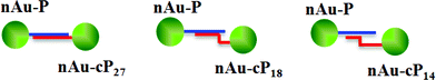 LSPR coupling between 50 nm nAu with different length in complementary sequence (not drawn to scale). The duplex regions were designed such that the separation between nAu is kept constant to eliminate distance-dependent variable. Note that in reality, each nAu is saturated with ssDNA probes on its surface.