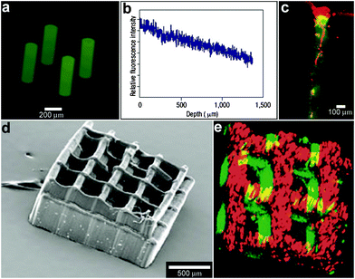 Laser-assisted immobilization of chemicals within polymer matrices. (a) Biochemical channels synthesized in agarose hydrogels and characterized with a fluorescein-tagged GRGDS peptide. (Reprinted with permission from ref. 120. Copyright (2004) by The Nature Publishing Group). (b) The longitudinal fluorescence intensity profile along the central axis of the channel shows a decrease in fluorescent intensity with depth, indicating a concentration gradient of oligopeptide. (Reprinted with permission from ref. 120. Copyright (2004) by The Nature Publishing Group). (c) Primary rat dorsal root ganglia cells were plated on 3D patterned GRGDS oligopeptide-modified agarose gels. Three days after plating, DRG cells grew within GRGDS-oligopeptide-modified agarose channels only, and not in surrounding volumes. A cell cluster on top of a GRGDS channel shows cell migration into the channel and extension of a process into the oligopeptide-modified channel as viewed by confocal fluorescent microscopy, where the channel is green (due to a fluorescein-labeled oligopeptide) and the cells are red (due to the cytoskeletal F-actin rhodamine-phalloidin stain). (Reprinted with permission from ref. 120. Copyright (2004) by The Nature Publishing Group). (d, e) Laser-fabricated 3D polymer structure (d) with two chemicals incorporated into it (e). (Reprinted with permission from ref. 122. Copyright (2005) by John Wiley and Sons).