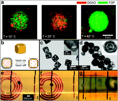 Chemical patterning with temperature and RF responsive particles. (a) Two consecutive reactions in a single large unilamellar vesicle (LUV) nanoreactor. The nanoreactor was loaded with two kinds of small unilamellar vesicles (SUVs), the first kind with a phase transition temperature Tt = 23 °C and encapsulating dichlorodimethylacridinone (DDAO) phosphate (dark red), the other with Tt = 41 °C and containing fluorescein diphosphate (FDP, dark green). (Reprinted with permission from ref. 139. Copyright (2008) by John Wiley and Sons). (b–d) Schematic illustration (b) and TEM images (c, d) of the controlled-release Au-nanocages-based system. (b) On exposure to a near-infrared laser, the light is absorbed by the nanocage and converted into heat, triggering the smart polymer to collapse and thus release the pre-loaded effector. When the laser is turned off, the polymer chains will relax back to the extended conformation and terminate the release. (Reprinted with permission from ref. 141. Copyright (2009) by The Nature Publishing Group). (c) TEM images of Au nanocages for which the surface was covered by a pNIPAAm-co-pAAm copolymer with the lower critical solution temperature at 39 °C. The inset shows a magnified TEM image of the corner of such a nanocage. (Reprinted with permission from ref. 141. Copyright (2009) by The Nature Publishing Group). (d) TEM of multiple-walled Au/Ag nanoshells. (Reprinted with permission from ref. 143. Copyright (2004) by The American Chemical Society). (e–g) Optical images showing the remote controlled, spatially localized microfabrication within a capillary. Two microwires (1 and 2) were embedded within a microfabricated capillary (ca. 1 mm in diameter and 1.5 cm in length) and the capillary was aligned on top of a 2D microcoil. The microcoil was used to remotely increase the temperature of the container. Separate containers filled with pluronic and soaked with the chemical sensitizer and activator were guided into the capillary to the site of the gap within wire 1 using a magnetic stylus (e, f). The capillary was then flushed with a commercial electroless copper-plating solution; chemical reduction (bubbles of the hydrogen gas, a byproduct in the reaction, can be seen) of copper sulfate to metallic copper, occurred at the gap within microwire 1 (g). As a result copper was deposited only in the gap within wire 1 (not shown in the figure). (Reprinted with permission from ref. 145. Copyright (2007) by John Wiley and Sons).