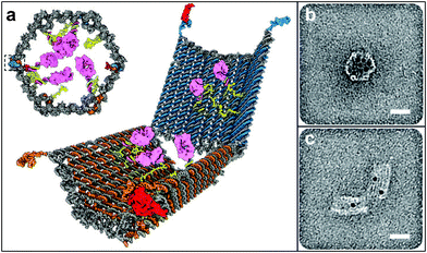 Antigen-responsive capsules. (a) Design of an aptamer-gated DNA nanorobot. The device transitions from its closed state to open when aptamer-based locks are displaced by binding to an antigen key. Payloads such as gold nanoparticles and antibody fragments (shown in pink) can be loaded. (b, c) TEM images of robots loaded with 5-nm gold nanoparticles in closed and open conformations. Scale bars, 20 nm. (Reprinted with permission from ref. 151. Copyright (2012) by The American Association for the Advancement of Science).