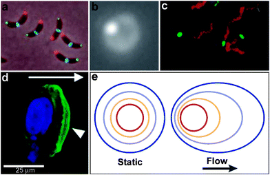 Examples of chemical patterning at the single cell level. (a) An anterior-posterior cellular localization axis is exhibited by the Caulobacter histidine kinases PleC (red) and DivJ (green) that dynamically and selectively localize to specific cell poles. The ZapA cell division protein (blue) localizes to the FtsZ ring. (Reprinted with permission from ref. 2. Copyright (2009) by The American Association for the Advancement of Science). (b) Live streptococcal cells (seen in the image as a diffuse ring) secrete enzymatically active SpeB at a single locus (brighter spot in the image). Representative micrograph shows that each cell displays a single punctate fluorescent locus. (Reprinted with permission from ref. 5. Copyright (2004) by The American Association for the Advancement of Science). (c) Co-localization of expression of Eps apparatus (green) and flagellum (red) at the same pole in the cells of Vibrio cholerae. The bacteria were visualized by phase-contrast microscopy. (Reprinted with permission from ref. 6. Copyright (2001) by The National Academy of Sciences, USA). (d) Staining of fixed samples with phalloidin demonstrates directional reorganization and membrane localization (arrowheads) of the actin cytoskeleton in a flow-dependent manner. (Reprinted with permission from ref. 8. Copyright (2007) by Elsevier.) (e) An idealized steady-state concentration profile of a secreted chemokine surrounding a cell (centered in the red ring) under interstitial flow. The color indicates the concentration range of the secreted molecule, from 100% of the secreted concentration (red) to 0% (dark blue). (Reprinted with permission from ref. 233. Copyright (2005) by The Nature Publishing Group).