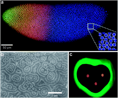 Examples of chemical patterning at the multi-cellular level. (a) Scanning confocal microscope image of a Drosophila embryo in early nuclear cycle, stained for DNA (blue), Hb (red), and Bcd (green); scale bar 50 μm. Inset (28 × 28 μm2) shows how DNA staining allows for automatic detection of nuclei. (Reprinted with permision from ref. 30. Copyright (2007) by Elsevier.) (b) Organized waves of cell movement during aggregation in Dictyostelium discoideum. (Reprinted with permission from ref. 33. Copyright (1981) by The American Association for the Advancement of Science). (c) Experimental result showing heart-shaped GFP patterns formed based on the placement and initial concentrations of sender cells (three sender disks are shown in the image in red color) expressing DsRed-Express. (Reprinted with permission from ref. 35. Copyright (2005) by The Nature Publishing Group).