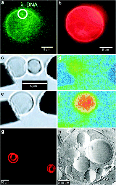 Chemical reactions with vesicles and spherical capsules. (a,b) Fluorescence photographs of λ-DNA-loaded (green, shown in (a)) liposome (red, shown in (b)). (Reprinted with permission from ref. 59. Copyright (2005) by The American Chemical Society). (c–f) Chemical reactions in merging lipid vesicles. (c, e) Electrofusion (about 75 kV cm−1; 10 μs) of a 10 μM fluo-3 containing vesicle (left) and a 10 μM Ca2+ containing vesicle (right) under bright-field illumination. Corresponding fluorescence images are shown in (d) and (f). Binding of Ca2+ by fluo-3 increases the fluorescence quantum yield of this chelator by about 40-fold as was indeed observed. (Reprinted with permission from ref. 63. Copyright (1999) by The American Association for the Advancement of Science). (g) A light scanning confocal microscope (LSCM) image of multivesicle assembly. (Reprinted with permission from ref. 234. Copyright (2008) by John Wiley and Sons). (h) A transmission electron microscopy (TEM) image of a multicompartment structure, the vesosome, formed from a lipid mixture. Multiple small vesicle compartments are visible inside one of more exterior bilayers. (Reprinted with permission from ref. 73. Copyright (2004) by Bentham Science Publishers Ltd.).