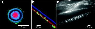 Chemical patterning with complex and non-spherical polymer particles and fibers. (a) A CLSM image of a single five-compartment particle which contained three enzymes placed in separated compartments. The image shows the particle after the coupled reaction has completed. (Reprinted with permission from ref. 89. Copyright (2010) by The American Chemical Society). (b) A CLSM image of a bicompartmental microfiber. Acetylene-PLGA was incorporated in the red compartment only followed by selective peptide conjugation resulting in cell (shown in green) adhesion alongside the red compartment only. (Reprinted with permission from ref. 98. Copyright (2009) by John Wiley and Sons). (c) FITC-BSA-encapsulated polymer (PCLEEP) electrospun fibers. (Reprinted with permission from ref. 92. Copyright (2005) by The American Chemical Society).