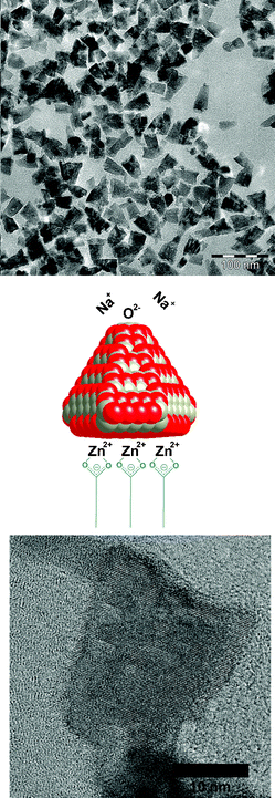 Effect of an additive interacting specifically with the Zn2+ terminated [002] surface in combination with a non-interacting cation. TEM images and scheme of the particle structure.