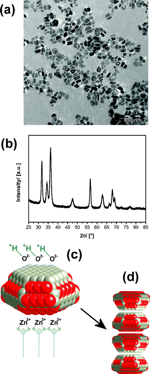 Nanoplate-like ZnO particles prepared in the presence of dodecanoic acid. (a) TEM, (b) PXRD, (c) schematic image and surface interactions, (d) supercrystal formation.