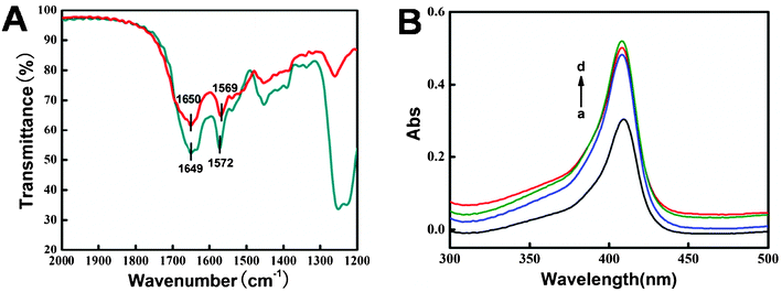 (A) FT-IR spectra of Mb (red) and CTS/Mb/IL/C@Fe3O4 film (dark cyan). (B) UV-Vis absorption spectra of (a) Mb, (b) CTS/Mb, (c) CTS/Mb/IL and (d) CTS/Mb/IL/C@Fe3O4 in pH 7.0 PBS.