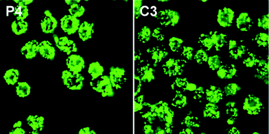 Fluorescence confocal images of SPCA-1 cells after incubation with calcein loaded P4 and C3 samples.