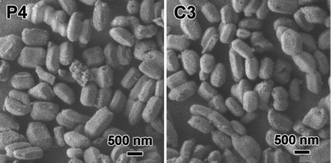 The SEM images of P4 and C3 samples.