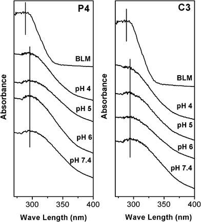 Solid state UV-Vis adsorption spectra of P4–NH2–Fe–BLM and C3–NH2–Fe–BLM samples treated in PBS solutions at different pH value.