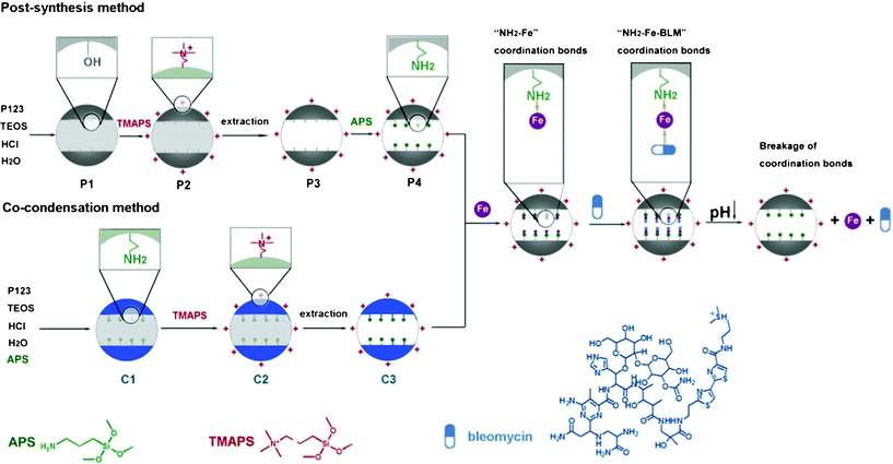 Schematic illustration of the two methods for the synthesis of large pore mesoporous silica nanoparticles and the coordinate bond based pH-responsive drug delivery system. The SBA-15 particles were selectively functionalized with amino groups on the mesopore surface and quaternary ammonium groups on the particle surface via the post-synthesis and co-condensation methods. The coordination bond based NH2–Fe–BLM architecture can be easily formed. BLM can be released under mildly acidic pH conditions by cleavage of either side of the NH2–Fe or Fe–BLM coordination bond by pH reduction.