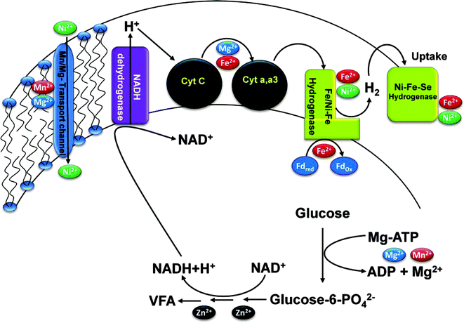 Schematic representation of the trace metals functional role in the metabolic activities of the biocatalyst during acidogenic fermentation for H2 production.
