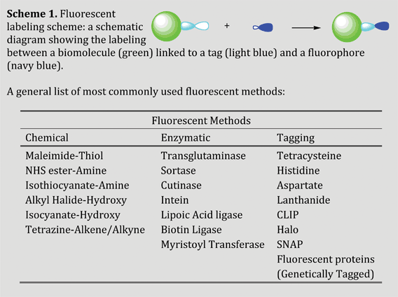 General fluorescent labeling scheme and commonly used labeling techniques.