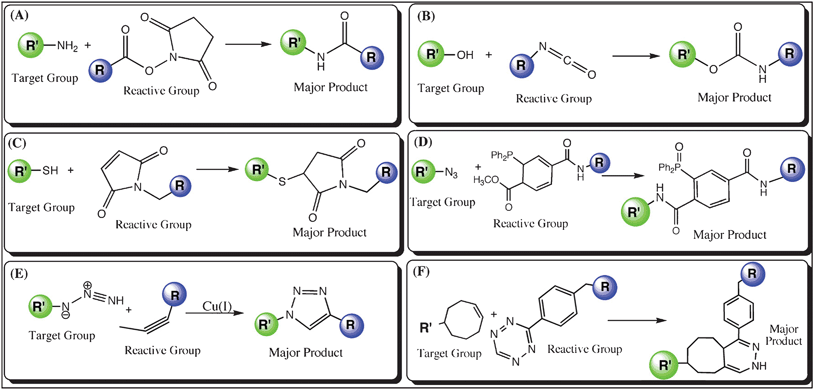 Schematic diagram of chemical labeling techniques (R′ in green represents the biomolecule to be labeled with a target moiety, while R is the fluorophore linked with a reactive group); (A) Amine labeling: an NHS (N-hydroxysuccinimide)-ester group couples to the –NH2 moiety, (B) Hydroxy labeling: a fluorophore is modified with an isocyanate group, which couples to the –OH moiety, (C) Thiol labeling: coupling between a maleimide modified fluorophore and the –SH moiety, (D) Azide labeling: Staudinger ligation of azide moiety with phosphine group, (E) Azide labeling: copper(i)-catalyzed cycloaddition of a fluorophore with the azide group linked to a biomolecule, and (F) Tetrazine labeling: A biomolecule labeled with tetrazine undergoes Diels–Alder cycloaddition with a dienophile linked to a fluorophore.
