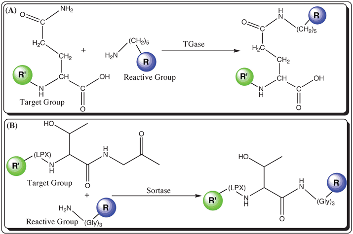 Schemes showing labeling techniques mediated by the catalysis of post-translational modified enzymes (R′ in green represents the biomolecule with the target group, whereas R in blue is a fluorophore modified with a reactive group); (A) Transglutaminase (TGase): R′ presented with a side chain amide group (e.g., Arginine) and R (blue) represents the fluorophore attached to cadaverine with the reactive primary amine group and (B) Sortase: fluorescent labeling of a R′ with the peptide tag, –L–P–X–T–G– (where ‘X’ is any amino acid) and a R is attached to a tri-glycine motif with a primary amine.