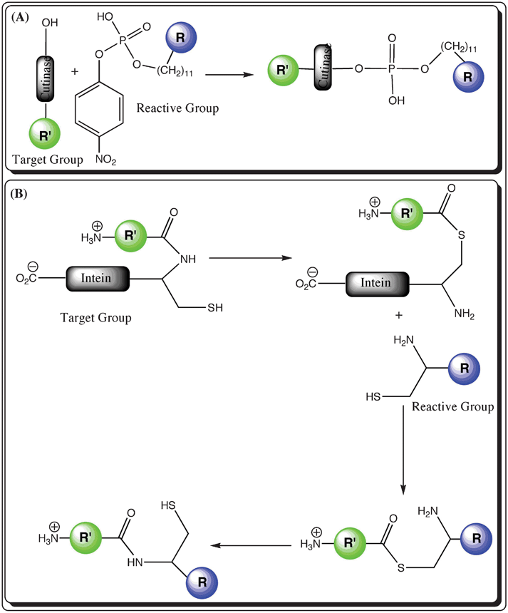 Schematic representation of self-modified enzyme-based labeling techniques (R′ in green represents the biomolecule with the target group, whereas R in blue is a fluorophore modified with a reactive group; (A) Cutinase: a fluorophore is modified with a phosphate group, which is transferred to the selective site with a serine amino acid in the cutinase tag fused with the target biomolecule and (B) Intein: the biomolecule is fused to an intein with a free cysteine group and a fluorophore is conjugated to a cysteine amino acid residue as well as a free amine group. The various steps display the exchange between the amine and thiol groups during the labeling reaction.