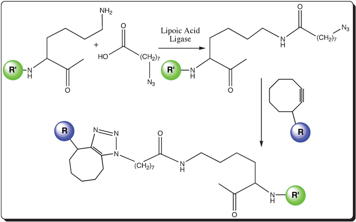 Schematic representation of the enzymatic-mediated labeling of a protein with a swinging arm; Lipoic acid ligase labeling: attachment of an azide-conjugated carboxylic acid moiety to create a swinging arm in the target biomolecule (R′ in green) and subsequent fluorescent labeling with a fluorophore (R in blue) linked to a cyclic alkyne group.