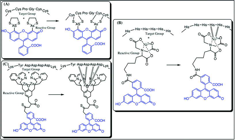 Representation of various types of tag labeling techniques; (A) Tetracysteine/Biarsenic tag: the left panel represents the unbound tetracysteine motif and the biarsenical motif coupled to fluorescein (blue) and the right panel shows the covalent linkage between the thiol groups of cysteine and Arsenic(iii); (B) Histidine tag: the left panel represents the unbound histidine tag motif and metal complex with NTA linked to fluorescein (blue) and the right panel represents the covalent linkage between the histidine residues and the Ni2-complex with NTA conjugated to a fluorophore and (C) FLAG-tag: the left panel represents the unbound FLAG tag motif and Zn2NTA complex linked to fluorescein (blue) and the right panel shows the covalent linkage between the aspartate residues and the Zn2-complex with NTA conjugated to fluorescein.