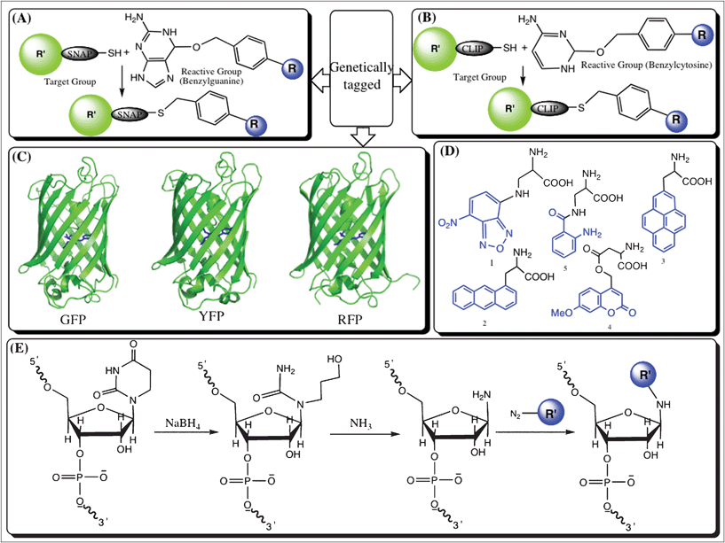 Schematic representation of labeling techniques using genetic modifications: (A) SNAP-tag: attachment of benzylguanidine conjugated to a fluorophore (R, blue) to the SNAP tag fused to the target protein (R′, green); (B) CLIP-tag: attachment of benzylcytosine conjugated to a fluorophore (R, blue) to the SNAP tag fused to the target protein (R′, green); (C) Fluorescent protein: Green fluorescent proteins and a few examples of its variants, such as GFP (excitation and emission: 488 and 508 nm), YFP (excitation and emission: 514 and 530 nm) and RFP (excitation and emission: 554 and 585 nm). The blue color represents the chromophoric compound in the protein; (D) Unnatural amino acids: a few examples of widely used fluorescent non-natural amino acids, such as microenvironment sensitive (3-(4-nitrobenzo[c]1,2,5 oxadiazol-7-ylamino)-2-aminopropanoic acid (1), amino acids carrying 7-methoxycoumarine (4) and b-anthraniloyl (5)), 2-amino-3-(anthracen-5-yl)propanoic acid (2), which is less sensitive towards polar and nonpolar solvents and a hydrophobic labeled dye (2-amino-3-(pyren-2-yl)propanoic acid (3)). Moieties in blue indicate the fluorescent groups with a longer excitation wavelength than 320 nm, which thus remove the interference from the intrinsic fluorophores in the protein, and (E) tRNA: Reductive cleavage of dihydrouridine in the presence of NaBH4 and subsequent amination to form an amine group at the target site. In the second step, a fluorophore (R in blue) modified with a dihydrazide moiety is coupled to the primary amine group of the target site.