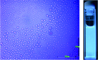 (Left) Optical microscope image (scale bar: 100 μm) of PFV aggregates prepared in tersolvent with chloroform/(1R or 1S)/methanol = 0.3/0.8/1.9 (v/v/v) at 25 °C (scale bar is 100 μm). (Right) Photograph of PFV aggregates dispersed in the tersolvent under excitation at 365 nm.