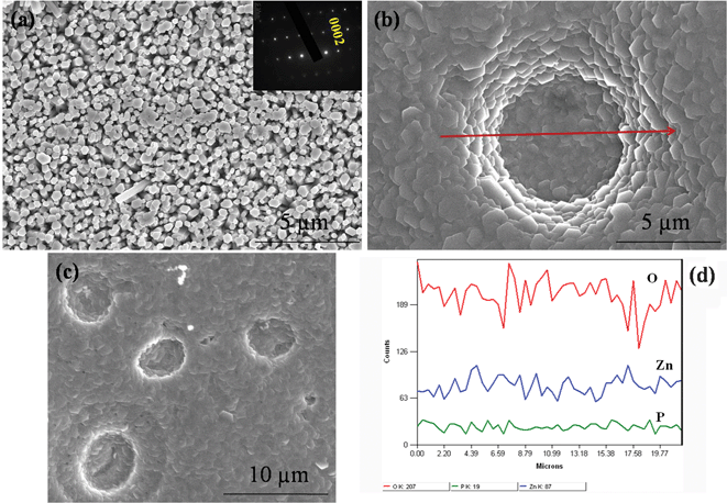 SEM images of (a) pristine ZnO, (b) high and (c) low magnified ZnO:P nanostructures. In all cases, the products are composed of uniform nanostructures. The inset of (a) shows that the SAED pattern confirms the single-crystalline and [0002] directional growth of the nanorods. (d) EDAX pattern of ZnO:P nanostructures.