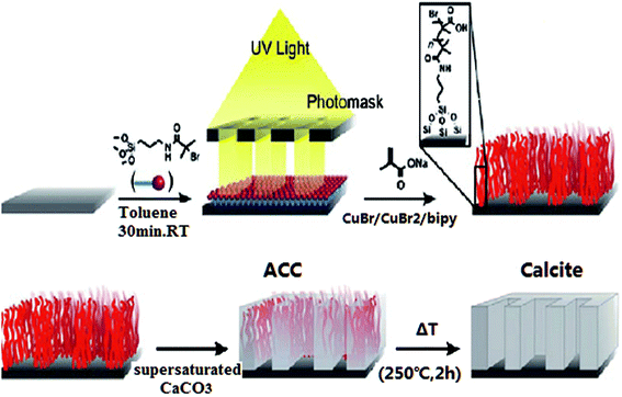 A novel approach to form microstructured, crystalline calcite thin films. Photo-lithographically patterned poly (methacrylic acid) (PMAA) brushes are grown by SI-ATRP and capitalize on the film's ionic structure, and the preferential chain orientation of brush thin films can be used to template micro/nanoscale for novel device fabrication.241