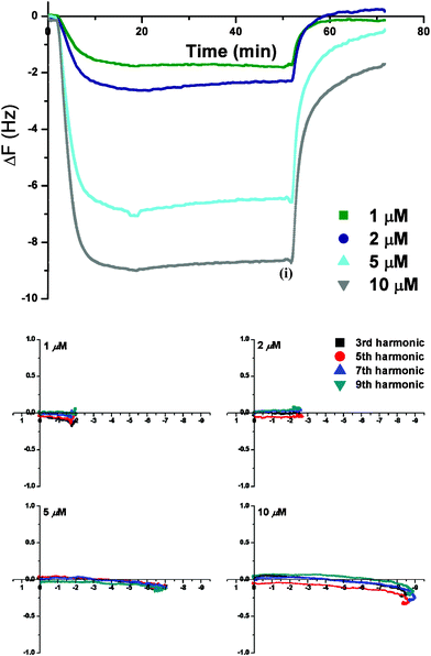 QCM-D monitoring of PNA1 on DMPC/cholesterol (PC-Chol) membrane with: (top) Δf-t plot showing effect of PNA1 concentration (1–10 μM) on its membrane uptake {time (i) (i.e., t = 50 min) corresponds to the onset of the final high salt PBS wash}; (bottom) Energy dissipation (ΔD) vs. frequency (Δf) dependence for PNA1 interactions with the PC-Chol membrane {The x and y-axis represent Δf and ΔD (10−6) values, respectively. The final buffer rinse (t ≥ 50 min) is omitted}.