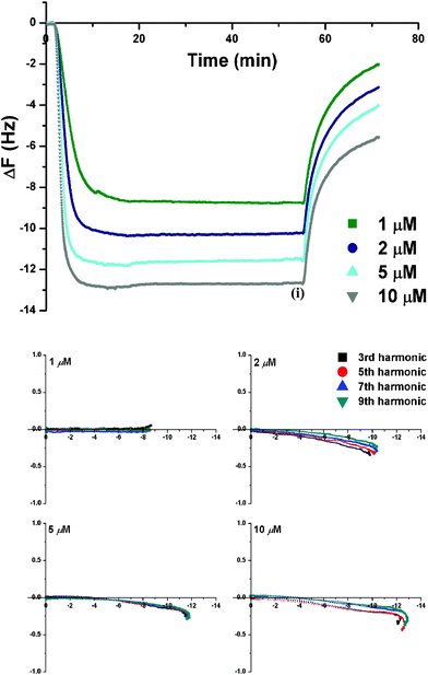 QCM-D monitoring of PNA2 on the DMPC/cholesterol (PC-Chol) membrane with: (top) Δf-t plot showing effect of PNA2 concentration (1–10 μM) on its membrane uptake {time (i) (i.e., t = 50 min) corresponds to the onset of the final high salt PBS wash}; (bottom) Energy dissipation (ΔD) vs. frequency (Δf) dependence for PNA2 interactions with PC-Chol membrane {The x and y-axis represent Δf and ΔD (10−6) values, respectively. The final buffer rinse (t ≥ 50 min) is omitted}.