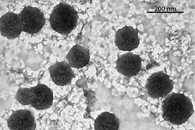 TEM micrograph of the DNA spherical structures of the self-complementary octamer 2. The structures were imaged after 48 h of incubation at 4 °C, adsorbed over the grid and stained with uranyl acetate.