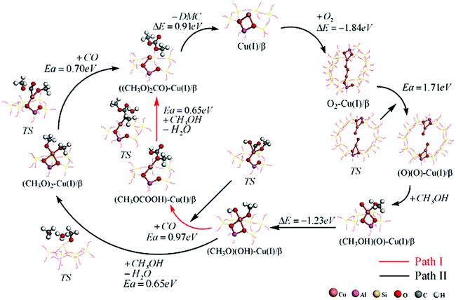 The overall catalytic cycle for the oxidative carbonylation of methanol to produce DMC.